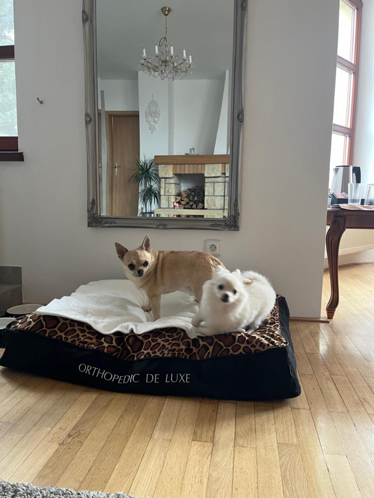 Dogs Resort And Spa Horni Bezdekov Екстер'єр фото